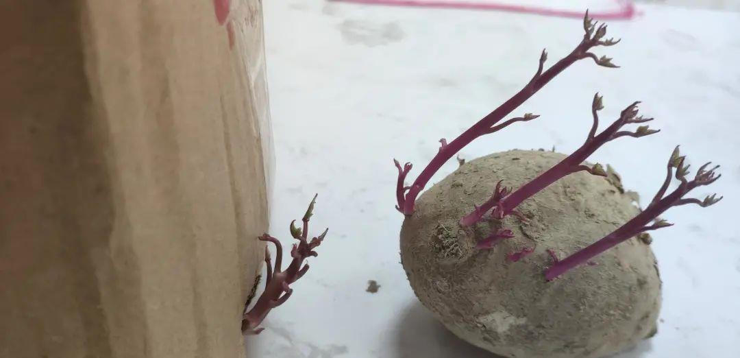 茶苏苏烘焙日记|跑遍全国都没得买！一口香噗噗，做法居然这么简单！