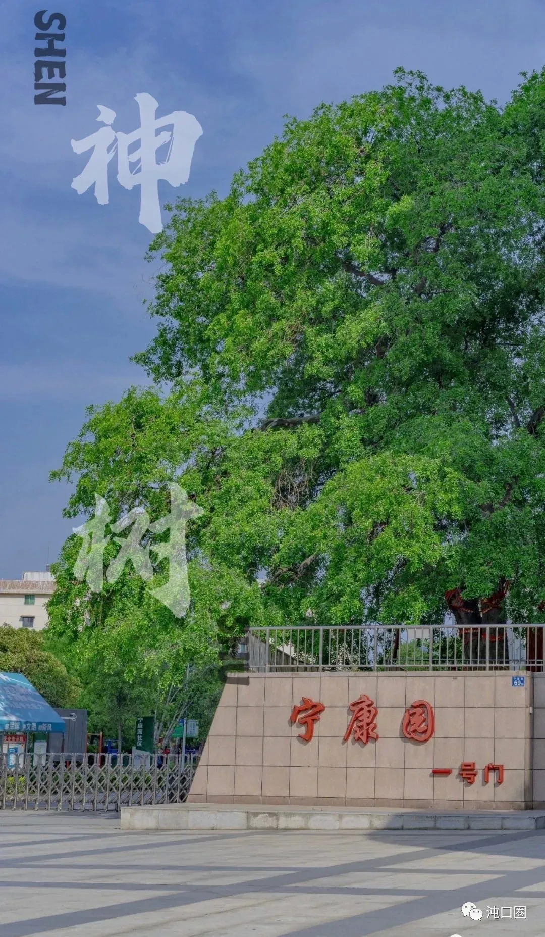 陈昊森|沌口宁康园的百年“神树”