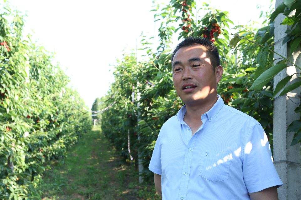 陕西蜗牛 铜川大樱桃成熟上市，快来体验采摘乐趣