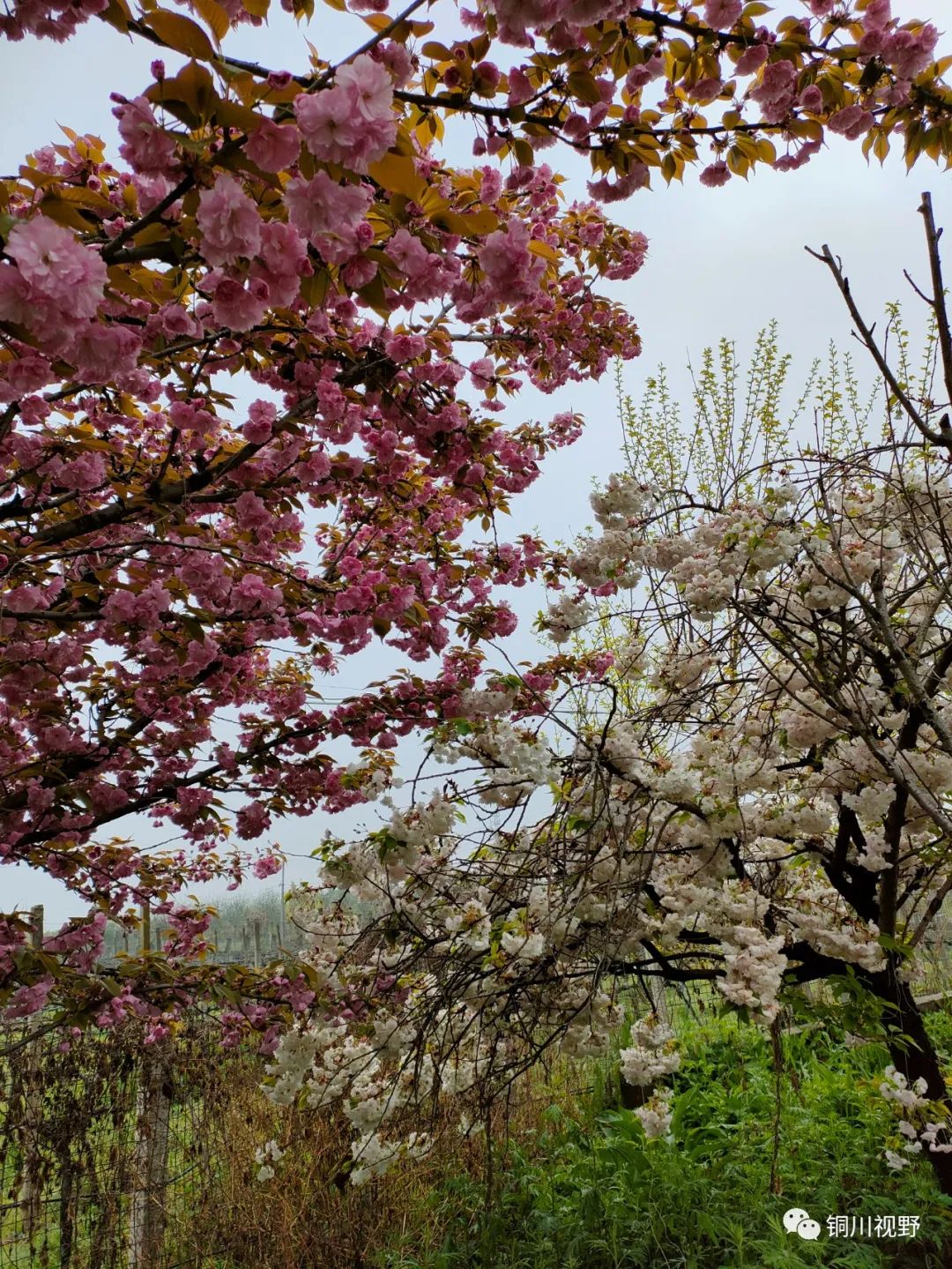 铜川周春辉 春天到了，万物复苏，鄠邑区后寨村的美景
