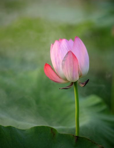 星临天下|步入7月底，喜鹊报喜，4属相吉星近身，走上康庄大道