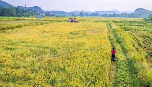 新湖南XHN 带领群众脱贫致富的“领头凤”?——省五一劳动奖章获得者蒋珍凤的故事