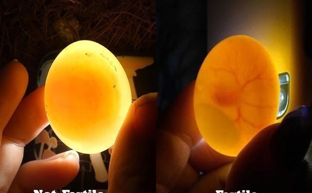 花颜有情兮 明明无需公鸡存在,母鸡就能自行生蛋,公鸡有什么存在的必要么?