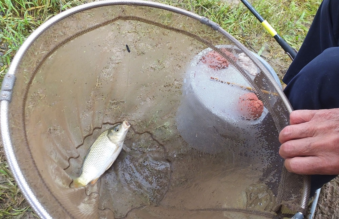 |三月不钓鲫，不如钓鳜鱼试试？只需做好这几点，鱼获满篓瞬间的事