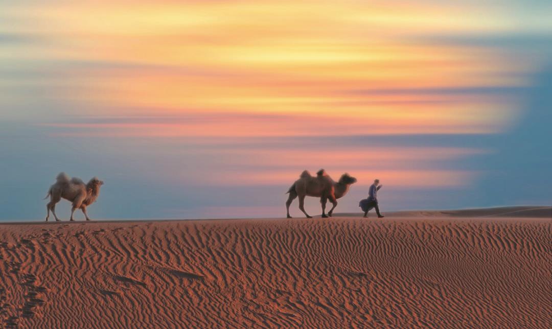 情微说|骆驼群里混进“间谍”，暴露位置引来猎手屠杀，4年已消灭16万