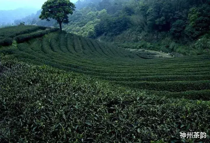 神州茶韵 乌龙茶分类大全，喜欢乌龙的入门必备基础知识