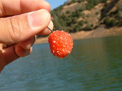 成都|[鱼饵钓鱼技巧] 撒饵香色味散四大要点