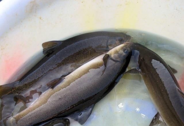 |钓鱼人的福音，贵到吃不起的淡水鱼，钓到不是发财就是罚款.