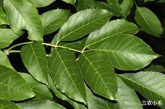 |因寄生虫改名的树，却能从头吃到脚，虫子的产物在古代成了奢侈品