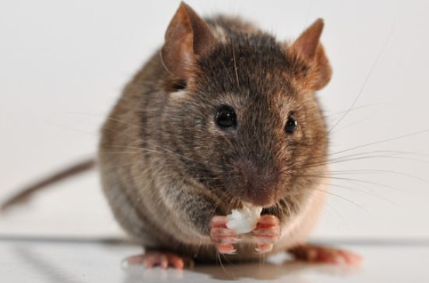 青春靓丽行|“鼠鼠鼠”7月运势:一定要重视下面这个人,是你一辈子的大贵人