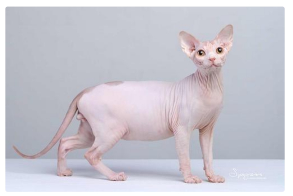 后代 回交有哪些好处？为什么科学家要让动物进行回交？