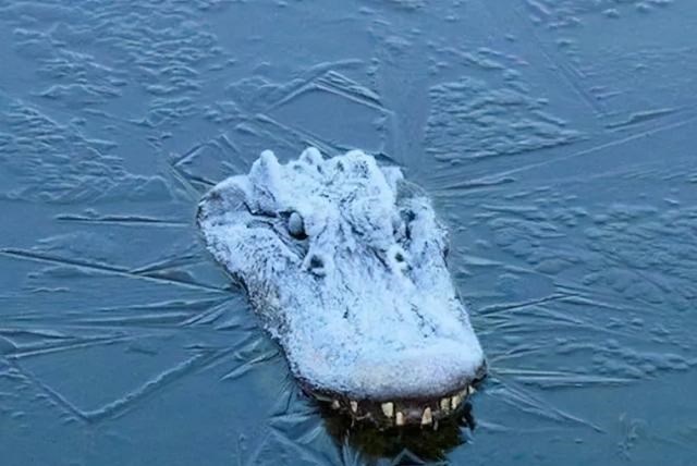 象龟 看的身体发凉！14个冷知识，为你展示大自然最“残酷”的一面……