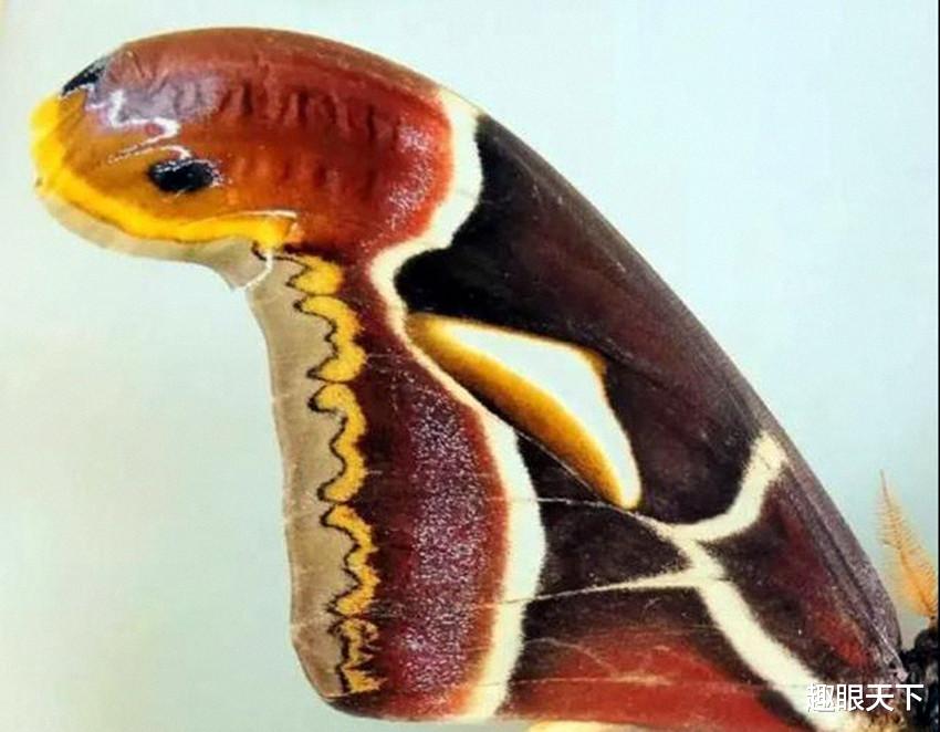 基因突变 云南出现诡异物种，身上长出“双头蛇”，或是基因突变？