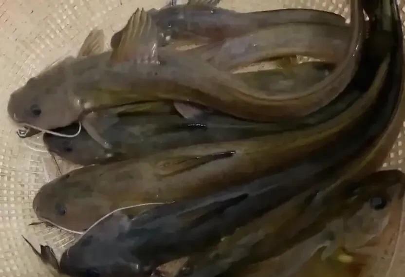 |钓到芝麻剑竟敢贩卖?那是国家二级保护动物!钓鱼人必须要守法