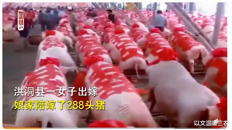 山西一女子出嫁,娘家陪嫁288头猪,二师兄也沾了喜气,有盼头?