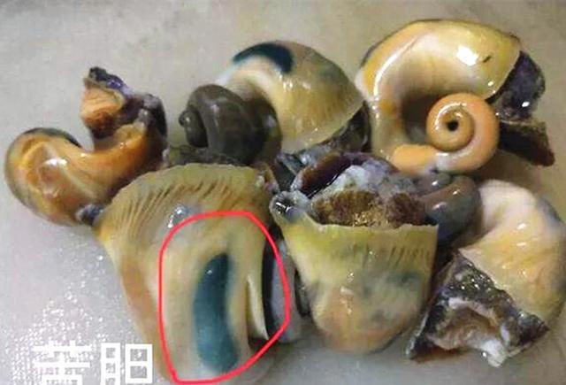 海螺能不能吃？为什么？