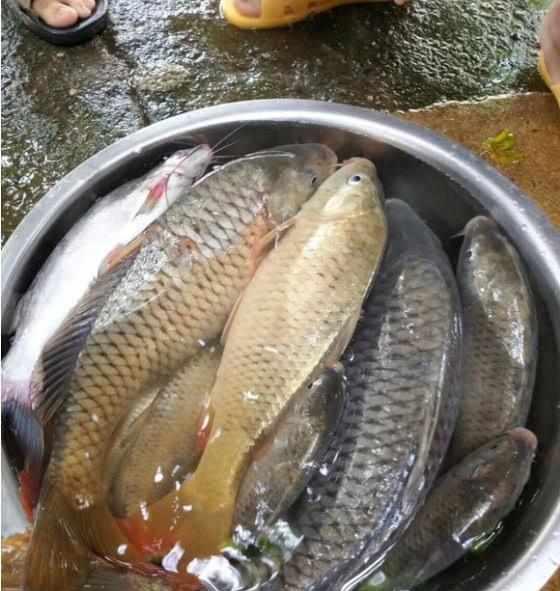 |鲤鱼太狡猾不咬钩？下次记得用上这招，它再狡猾也会忍不住咬钩