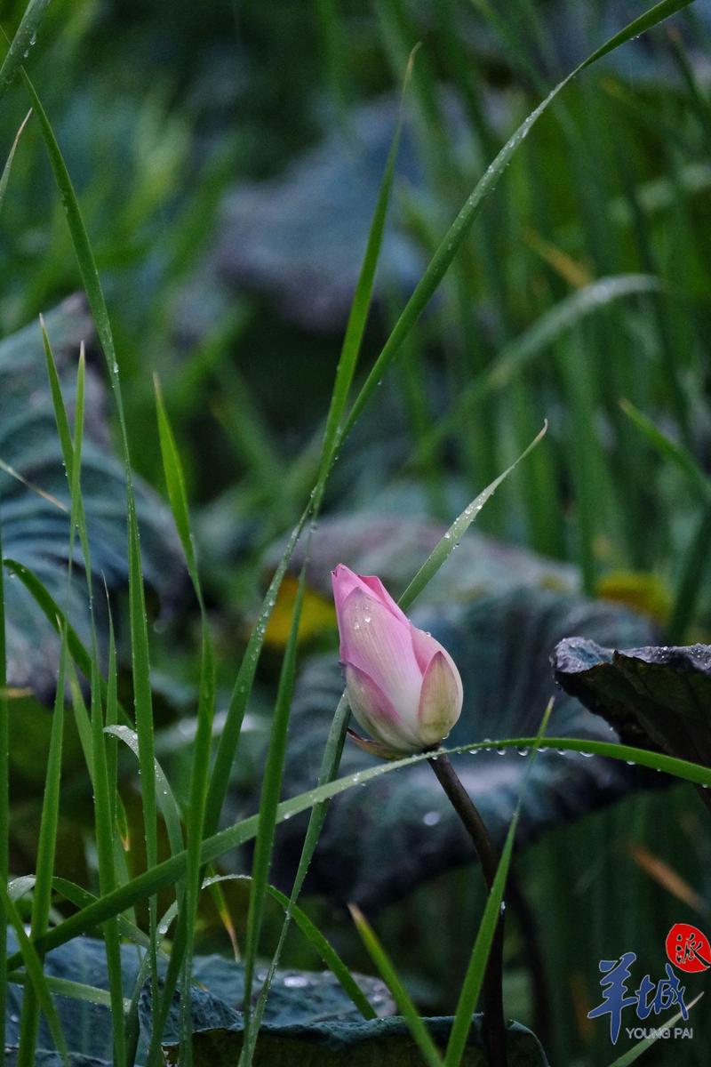 羊城派 ?立夏·街拍丨明亮如夏的笑容，是奖给广州的“小红花”