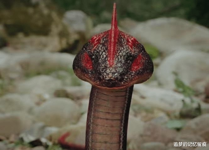 盗墓笔记|盗墓笔记：蛇沼鬼蜮的野鸡脖子为什么唯独不咬吴邪呢？