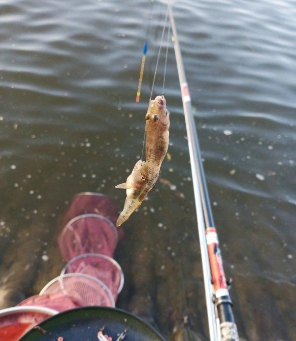 长江|河道钓鱼却被“趴地虎”搞得心态爆炸?钓鱼人:这是四大害鱼之首