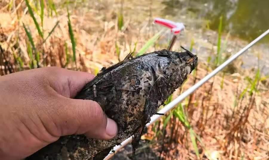 |黑鱼越大越不肯咬钩，没料到用了这狠招，老钓鱼人都甘拜下风