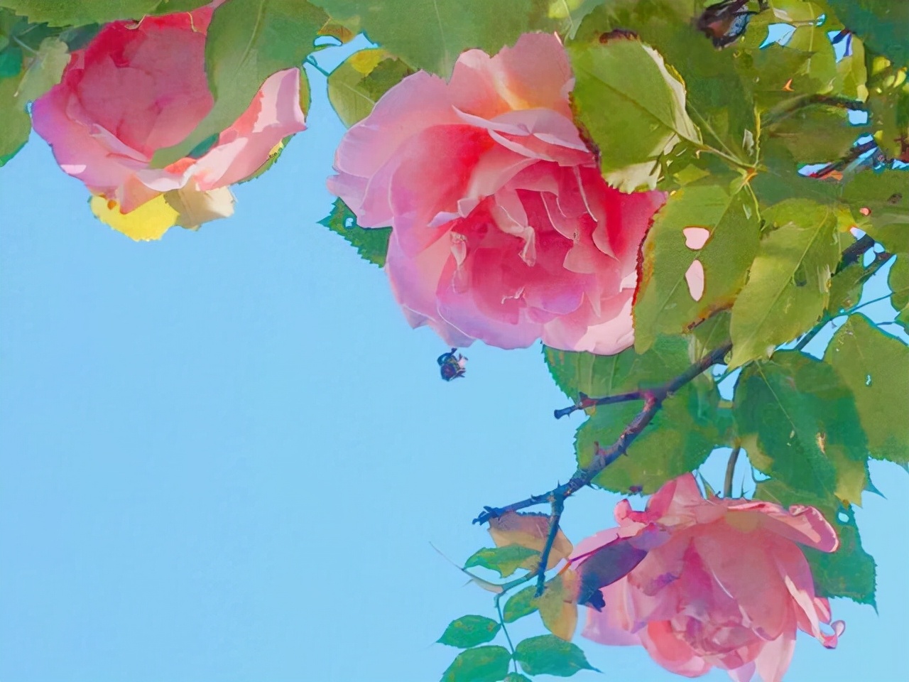 星座师安达|感情中的行动派，不会乱想的星座，有什么就说，没有隔夜仇