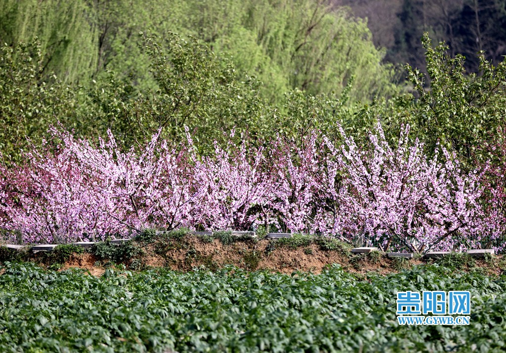 贵阳网 贵州安顺:美丽乡村小河湾 春暖花开引客来
