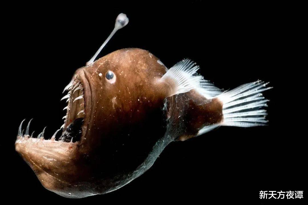  世界上最危险的10种鱼，有的就生活在你的身边，看看你认识几种