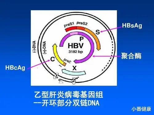 乙肝 了解乙肝结构特点，掌握HBV复制周期，是开发新靶点的基础