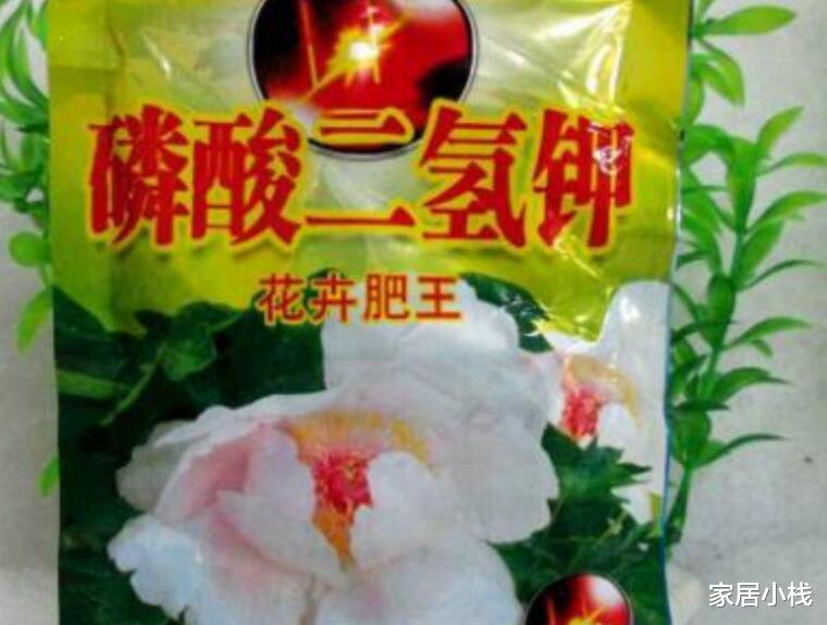 家居小栈|秋天养绿萝，做好“三件事”，叶子油绿有光亮