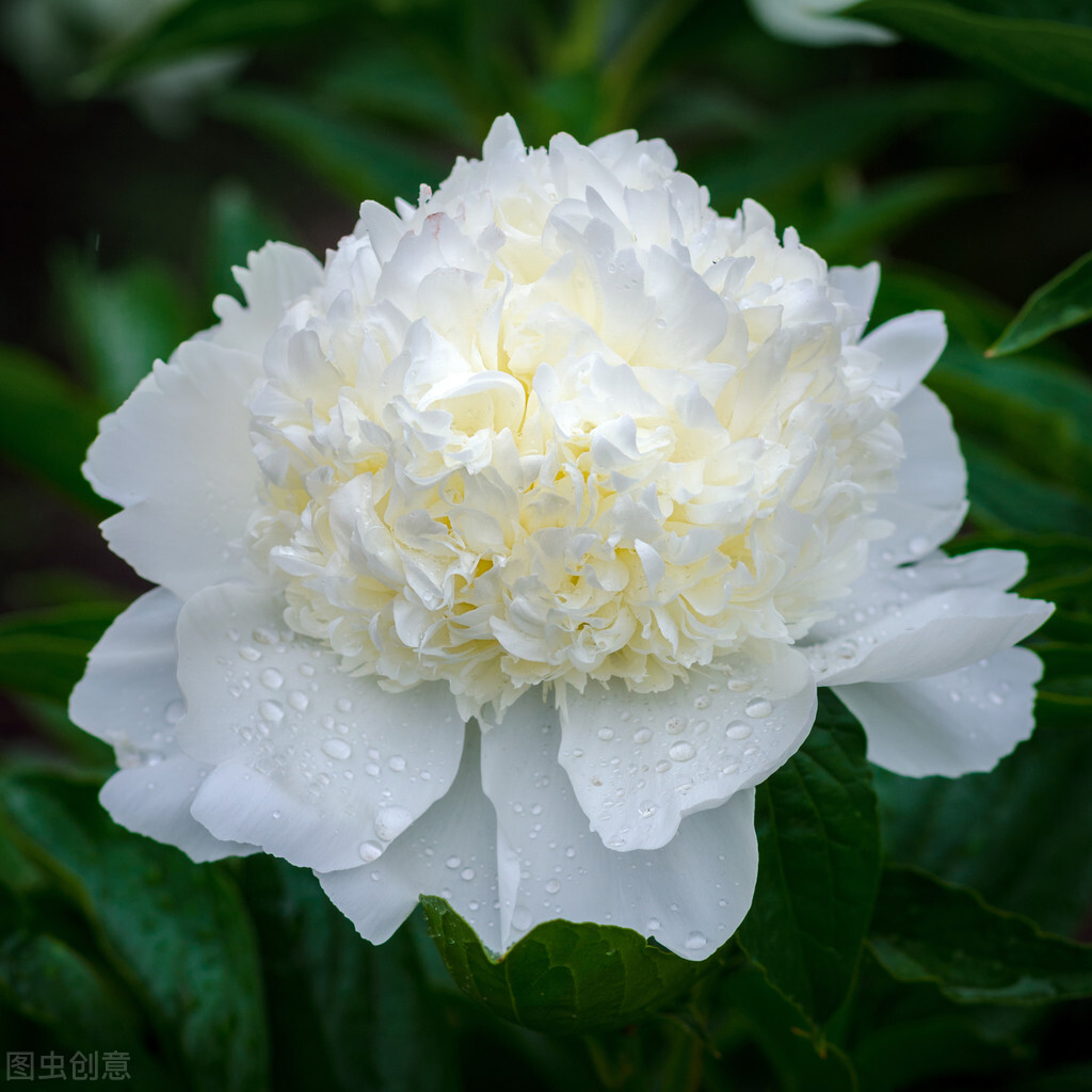 你好除夕|心理测试：凭感觉选一朵花，测未来三个月你的生活有什么改变？