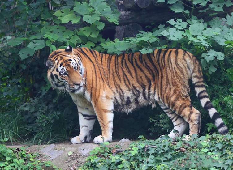 互联网百话 揭秘东北虎咬伤找谁赔偿,揍老虎负法律责任吗?附近疑有觅食通道