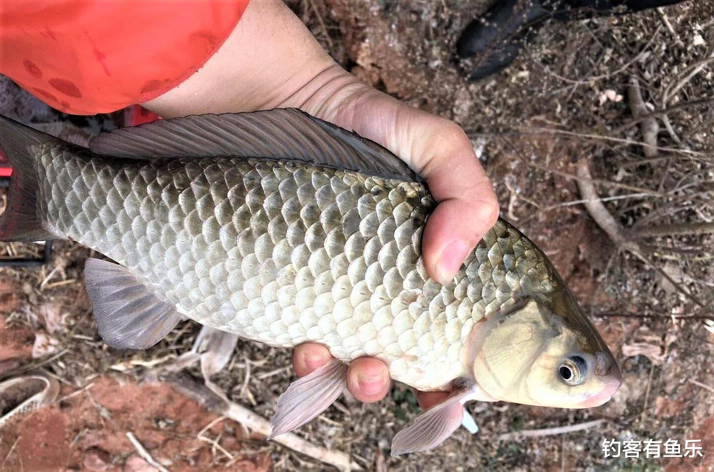灵敏度|冬天野钓鲫鱼，钓组这样搭配，动作明显，钓的鱼多