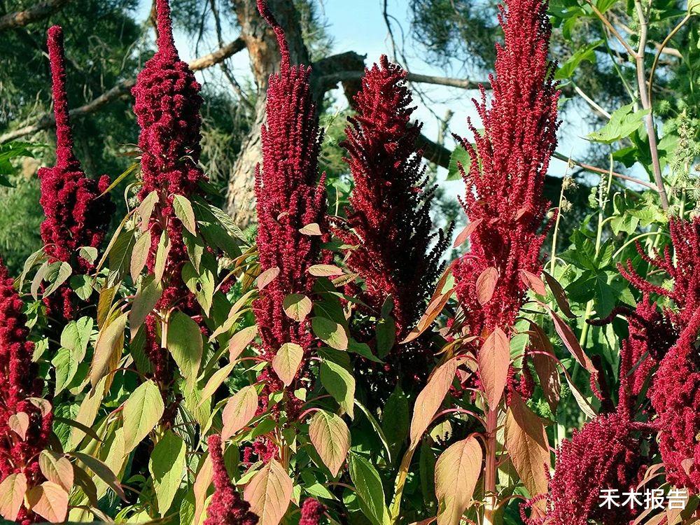 蛋白质|蛋白质含量超过大豆，在国外臭名昭著，引入我国却成名贵食材