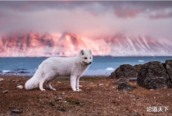 核聚变 冰川融化破纪录！格陵兰岛冰盖消失倒计时，给人类敲响警钟