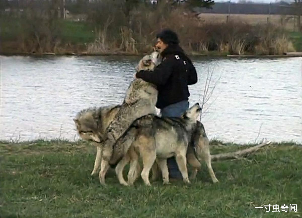 狭路相逢 人类手持砍刀，与狼狭路相逢，谁能获胜？其实丢掉砍刀，胜算更大