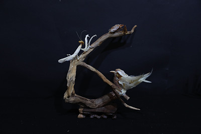 小诺讲故事|民间故事之“双凶悬案”，螳螂捕蝉，黄雀在后