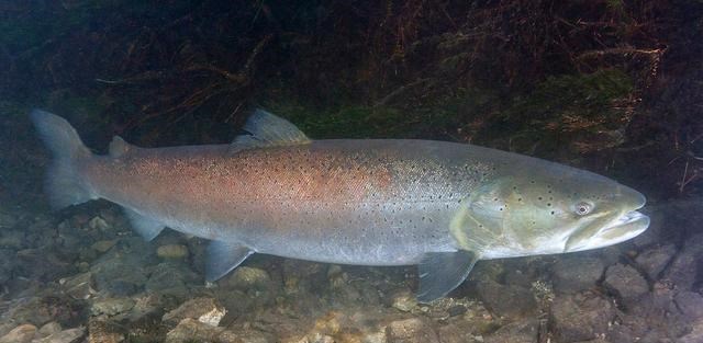 喀纳斯湖|这种鱼极其稀有，体重可达几百斤，曾被怀疑是喀纳斯湖中“水怪”