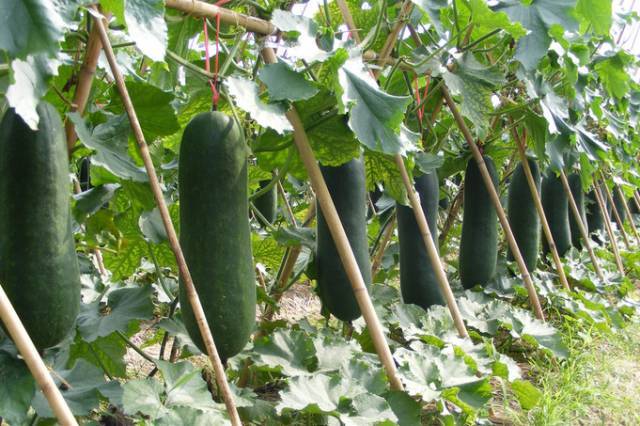 蔬菜|降血糖的蔬菜，再喜欢也别乱吃了，这几样放开了吃！