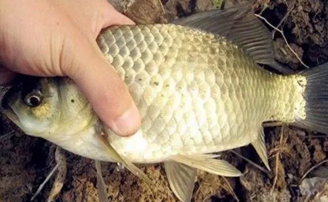 |冬钓鲫鱼的3种常用钓法，熟练掌握灵活运用，有效降低空军烦恼