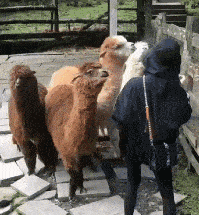 学姐说育儿|忘记把门上锁了,丈母娘突然开门进来了,场面太过尴尬。