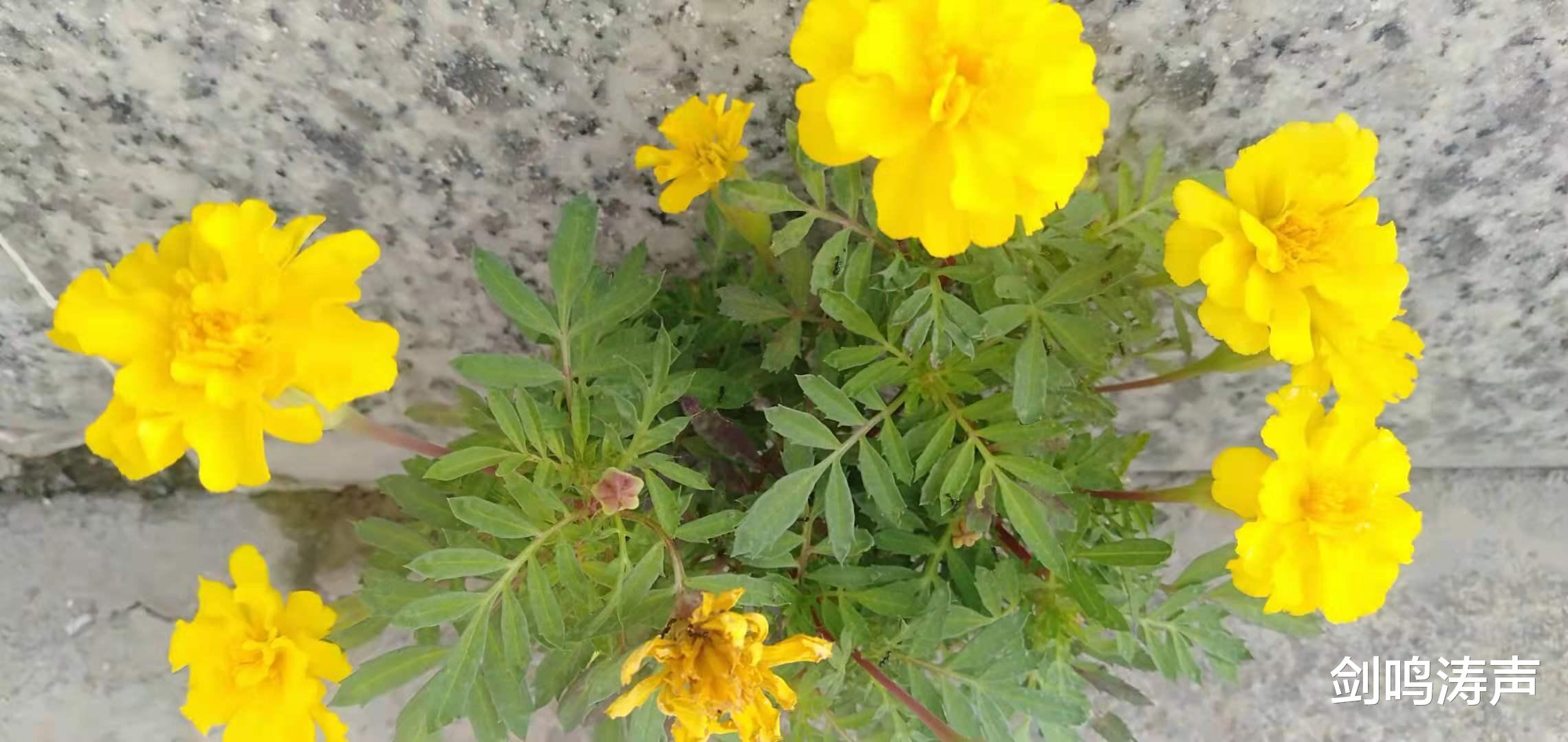 告全体网民书 呵呵,《告全体网民书》?癞蛤蟆打呵欠,好大的口气!