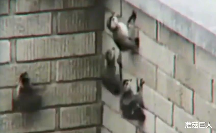 南极 南极的不明黑色八边体，未知生物的时空门，谁在注视我们？