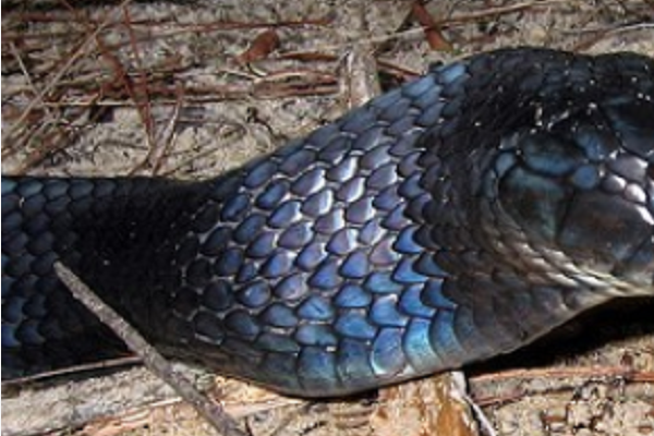 眼镜王蛇 森王蛇无蛇能敌？连眼镜王蛇都不放在眼里？在我国都不用眼王出手