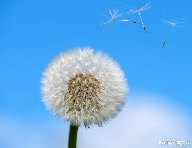 昕月蓝殇美文苑|深爱着你,见与不见,都忘不掉