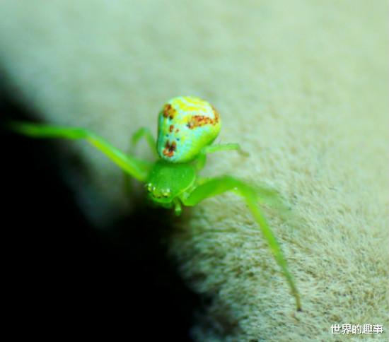 蜘蛛 世界上最诡异的人面蜘蛛 背部花纹像人脸眼睛像外星人