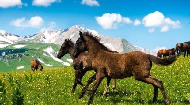 无敌原始人 “一夫一妻”还是“一夫多妻”好？新研究：前者或会导致动物灭绝