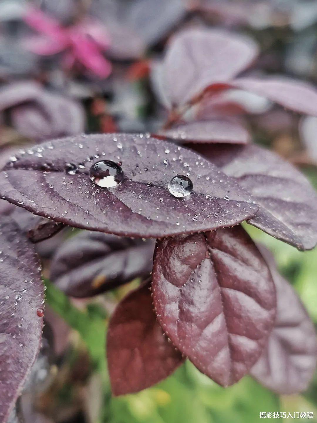 摄影技巧|摄影技巧：小小的水珠，竟然可以拍出这么美的作品，绝了！