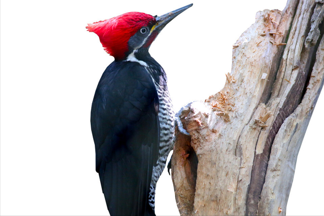 陨石 啄木鸟为什么要不停地啄树，你以为它只是在找吃的吗？