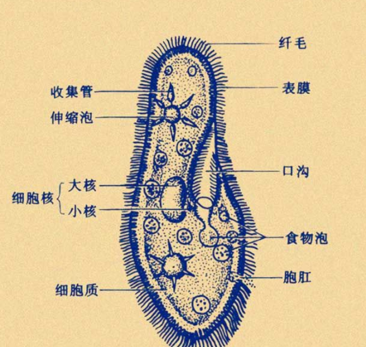 |草履虫：你真的了解它吗？